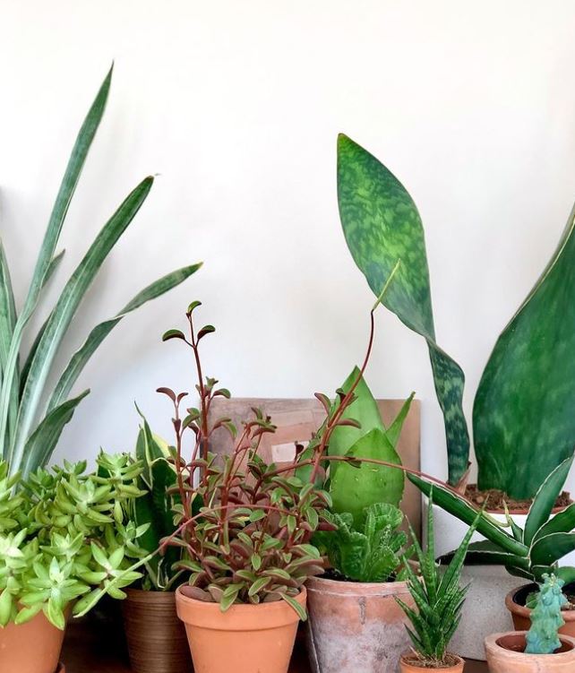 houseplants in your new home