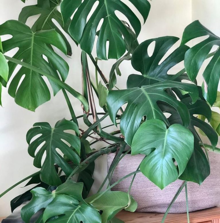 A guide to houseplants with Rooted in Scotland Grandhome